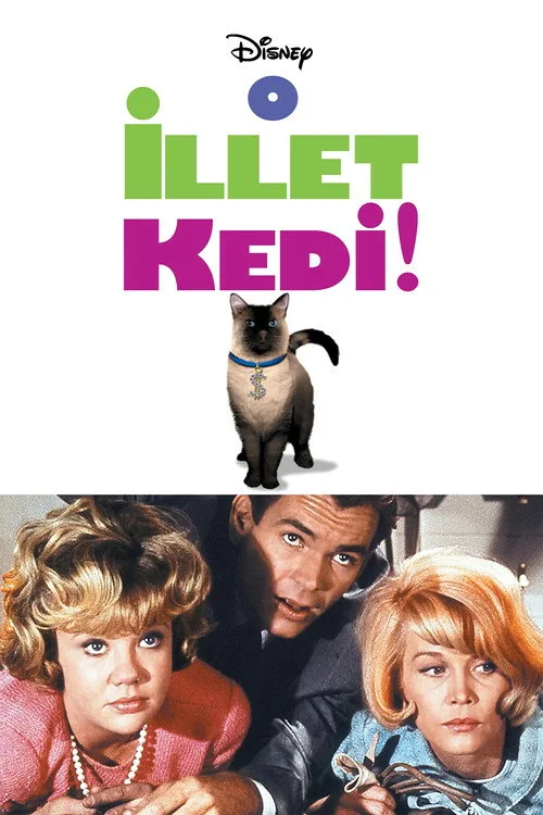 O İllet Kedi
